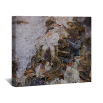 Fresh Blue Crab Or Horse Crab On Ice In The Market Wall Art 100437761
