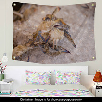 Fresh Blue Crab Or Horse Crab On Ice In The Market Wall Art 100438399