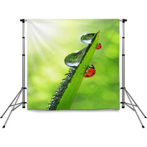 Fresh Morning Dew And Ladybird Backdrops 66291481