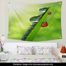 Fresh Morning Dew And Ladybird Wall Art 66291481