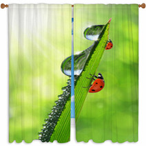 Fresh Morning Dew And Ladybird Window Curtains 66291481