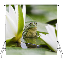 Frog Among White Lilies Backdrops 35763442