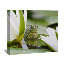 Frog Among White Lilies Wall Art 35763442
