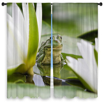 Frog Among White Lilies Window Curtains 35763442
