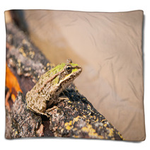 Frog And A Log Ahtuba Russia Blankets 65470656