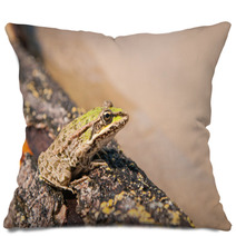 Frog And A Log Ahtuba Russia Pillows 65470656