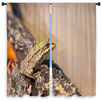 Frog And A Log Ahtuba Russia Window Curtains 65470656