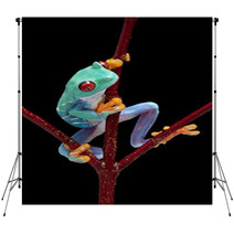 Frog Looking Around Red Vine Backdrops 37940659
