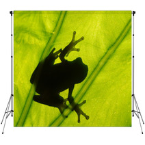 Frog On The Leaf Backdrops 37984911