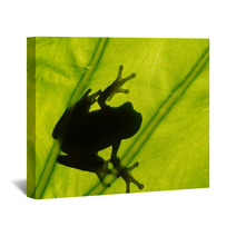 Frog On The Leaf Wall Art 37984911