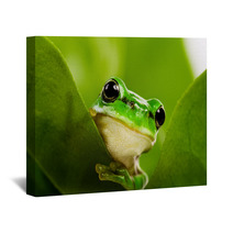 Frog Peeking Out Wall Art 6748285