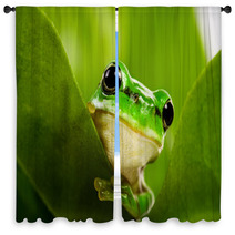 Frog Peeking Out Window Curtains 6748285