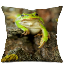 Frog Pillows 61537147