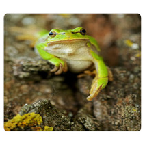 Frog Rugs 61537147