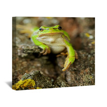 Frog Wall Art 61537147