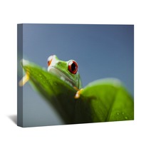 Frog  Wall Art 67351670