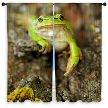 Frog Window Curtains 61537147
