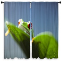 Frog  Window Curtains 67351670
