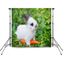 Funny Baby White Rabbit With A Carrot In Grass Backdrops 57941839