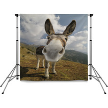 Funny Donkey, Equus Africanus Asinus Backdrops 50196223