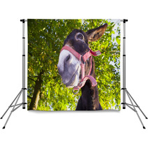 Funny Donkey With Backlighting In The Meadow Backdrops 93268455
