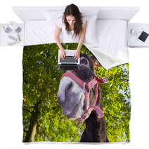 Funny Donkey With Backlighting In The Meadow Blankets 93268455