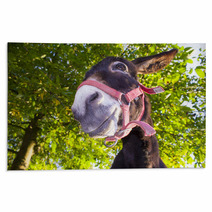 Funny Donkey With Backlighting In The Meadow Rugs 93268455
