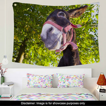 Funny Donkey With Backlighting In The Meadow Wall Art 93268455