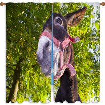 Funny Donkey With Backlighting In The Meadow Window Curtains 93268455