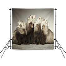 Funny Group Of Four Ferrets In Studio Backdrops 99012178