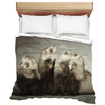 Funny Group Of Four Ferrets In Studio Bedding 99012178