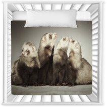 Funny Group Of Four Ferrets In Studio Nursery Decor 99012178