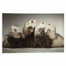 Funny Group Of Four Ferrets In Studio Rugs 99012178