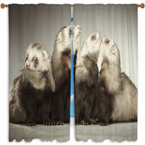 Funny Group Of Four Ferrets In Studio Window Curtains 99012178