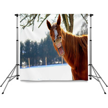 Funny Horse Backdrops 72564896