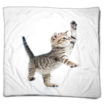 Funny Playful Baby Scottish British Kitten Isolated On White Bac Blankets 60274051
