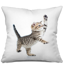 Funny Playful Baby Scottish British Kitten Isolated On White Bac Pillows 60274051