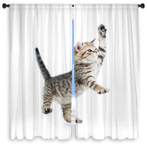 Funny Playful Baby Scottish British Kitten Isolated On White Bac Window Curtains 60274051