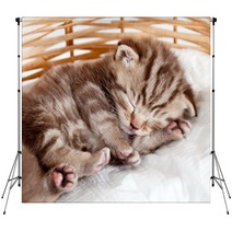 Funny Sleeping Baby Cat Kitten In Wicker Basket Backdrops 43539402