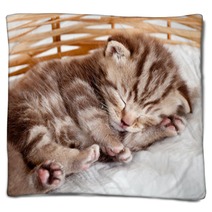 Funny Sleeping Baby Cat Kitten In Wicker Basket Blankets 43539402
