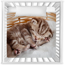 Funny Sleeping Baby Cat Kitten In Wicker Basket Nursery Decor 43539402