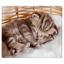 Funny Sleeping Baby Cat Kitten In Wicker Basket Rugs 43539402
