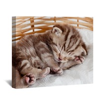 Funny Sleeping Baby Cat Kitten In Wicker Basket Wall Art 43539402