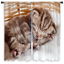 Funny Sleeping Baby Cat Kitten In Wicker Basket Window Curtains 43539402