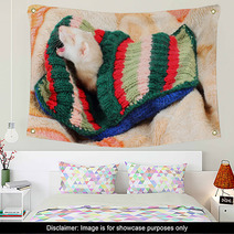 Funny Sleeping Ferret Wall Art 64874960
