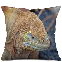 Galapagos Land Iguana, Galapagos Islands, Ecuador Pillows 66029309
