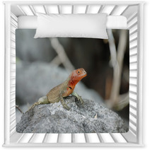 Galapagos Lava Lizard (Microlophus Albemarlensis) Nursery Decor 67416476