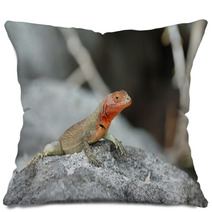 Galapagos Lava Lizard (Microlophus Albemarlensis) Pillows 67416476