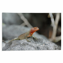 Galapagos Lava Lizard (Microlophus Albemarlensis) Rugs 67416476