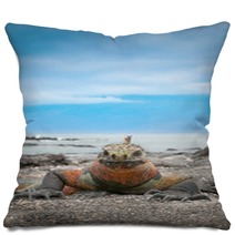 Galapagos Marine Iguana Face On With Blue Sky Background Pillows 60421752
